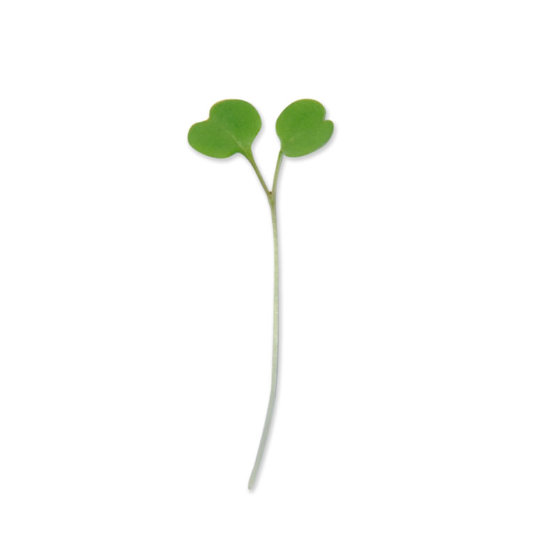 Rucola