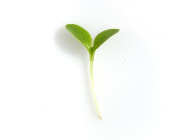 Borragine