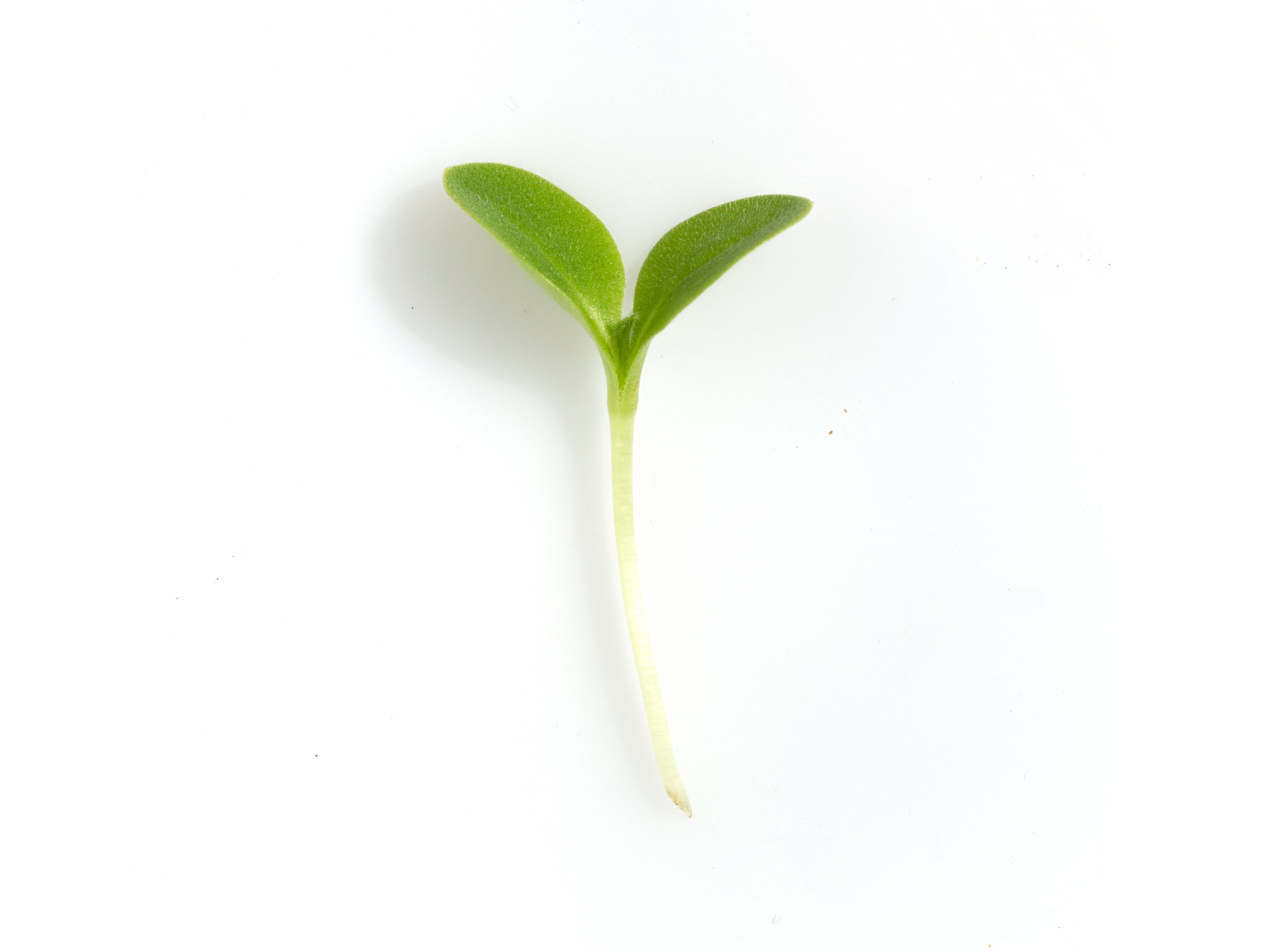 Borragine
