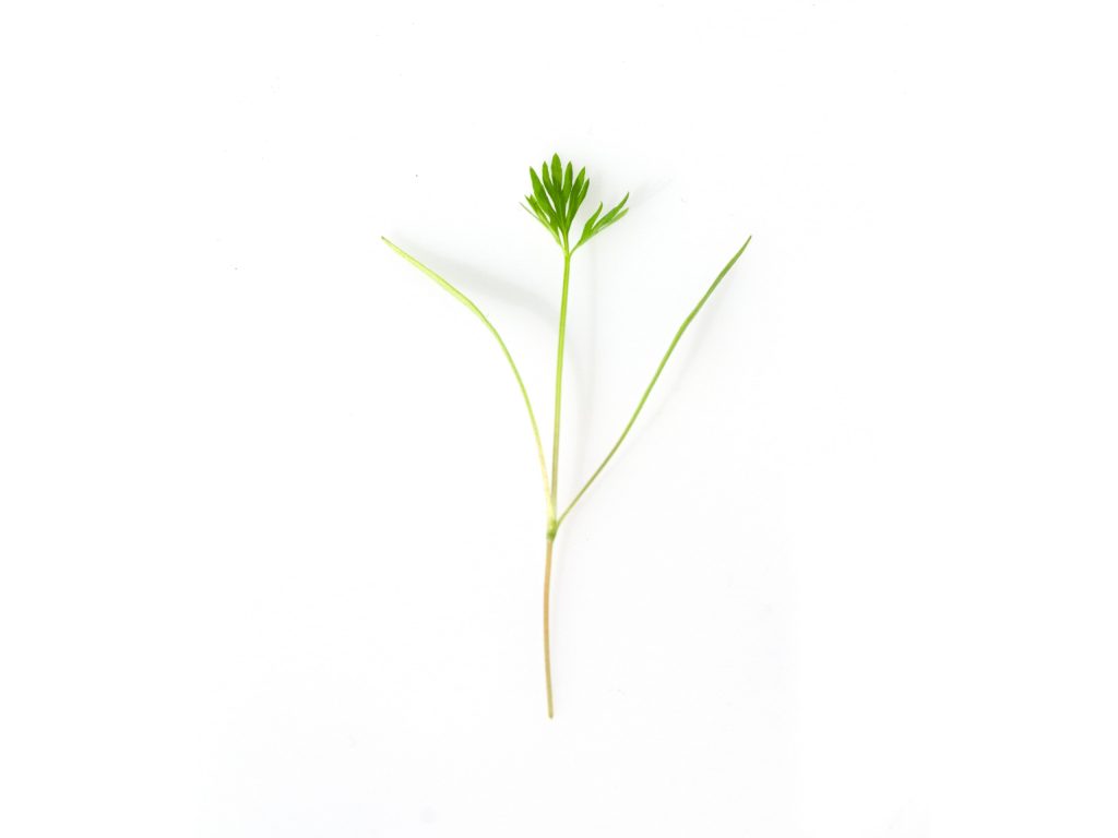 Carota