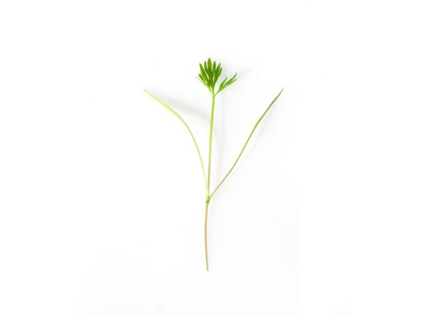 Carota