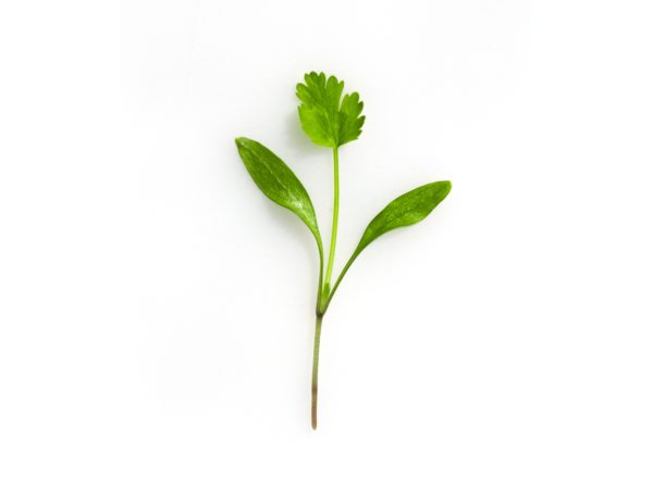 Coriandolo