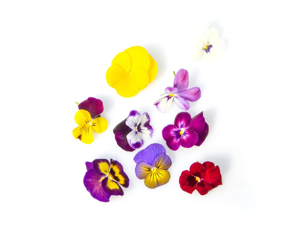 Fiore Viola