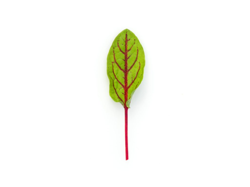 Foglia Acetosa