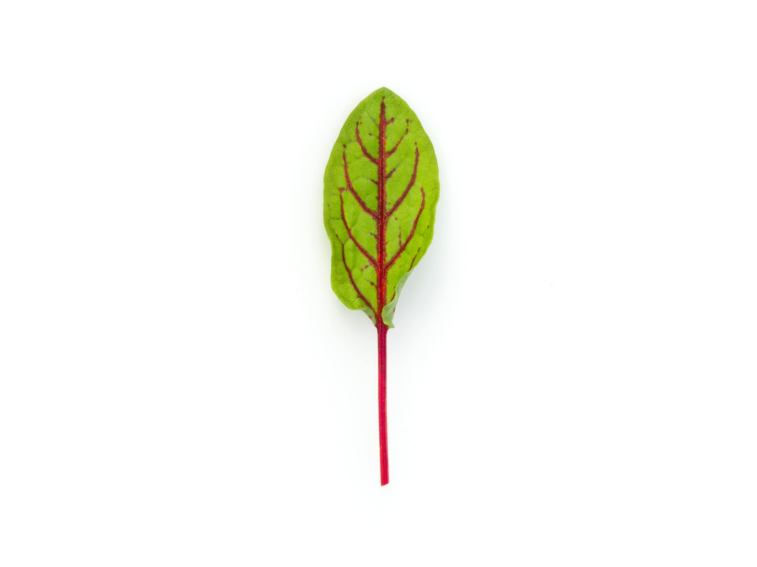 Foglia Acetosa