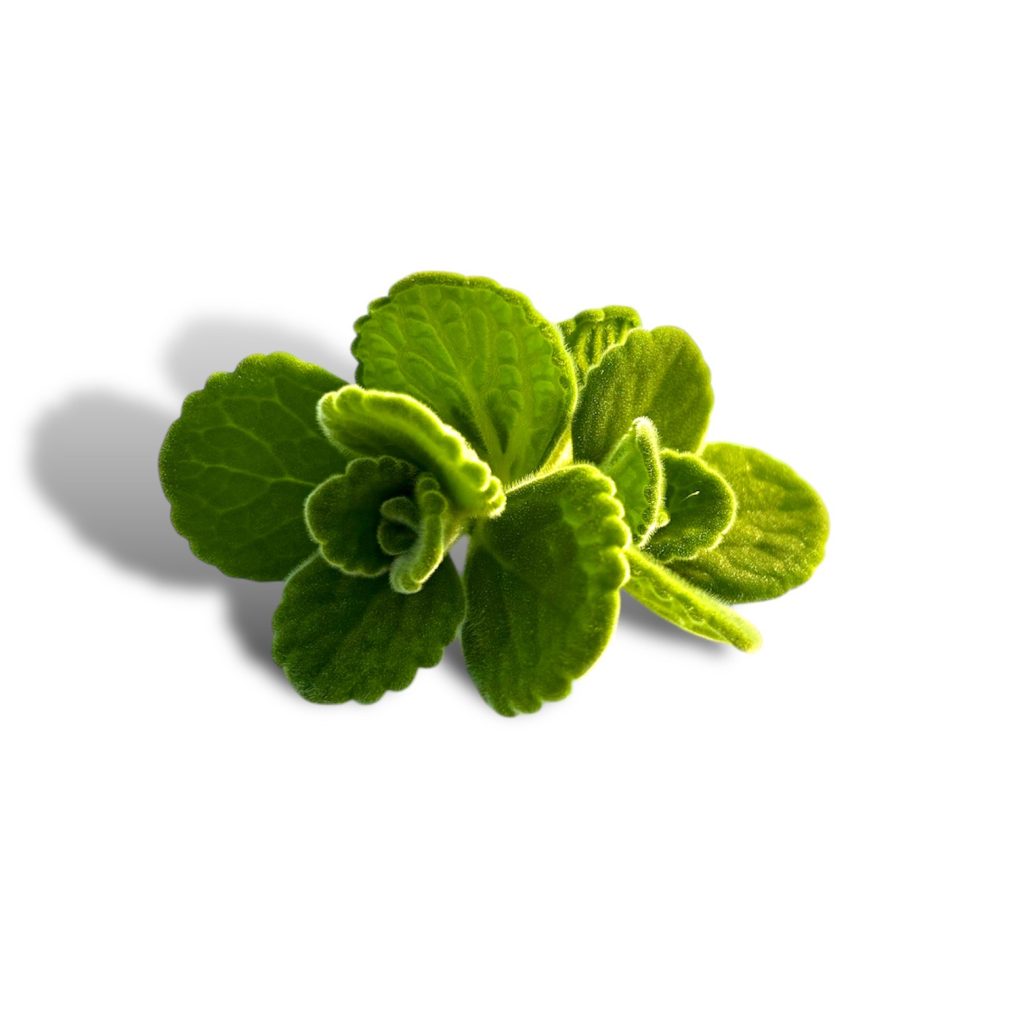 Origano cubano