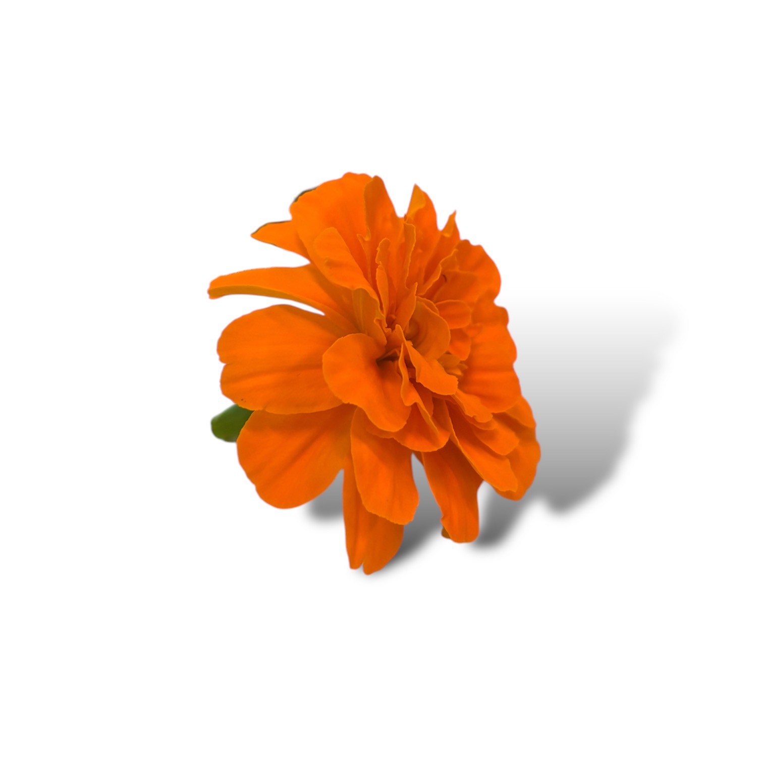 Tagete - immagine 2