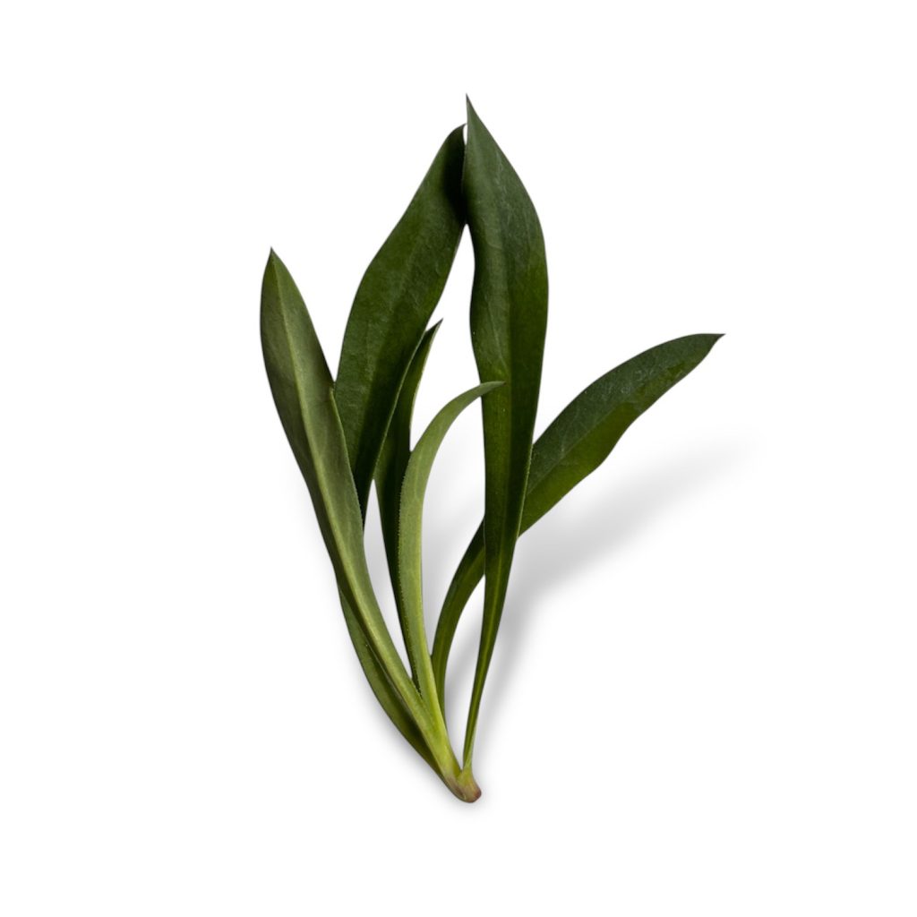 Silene
