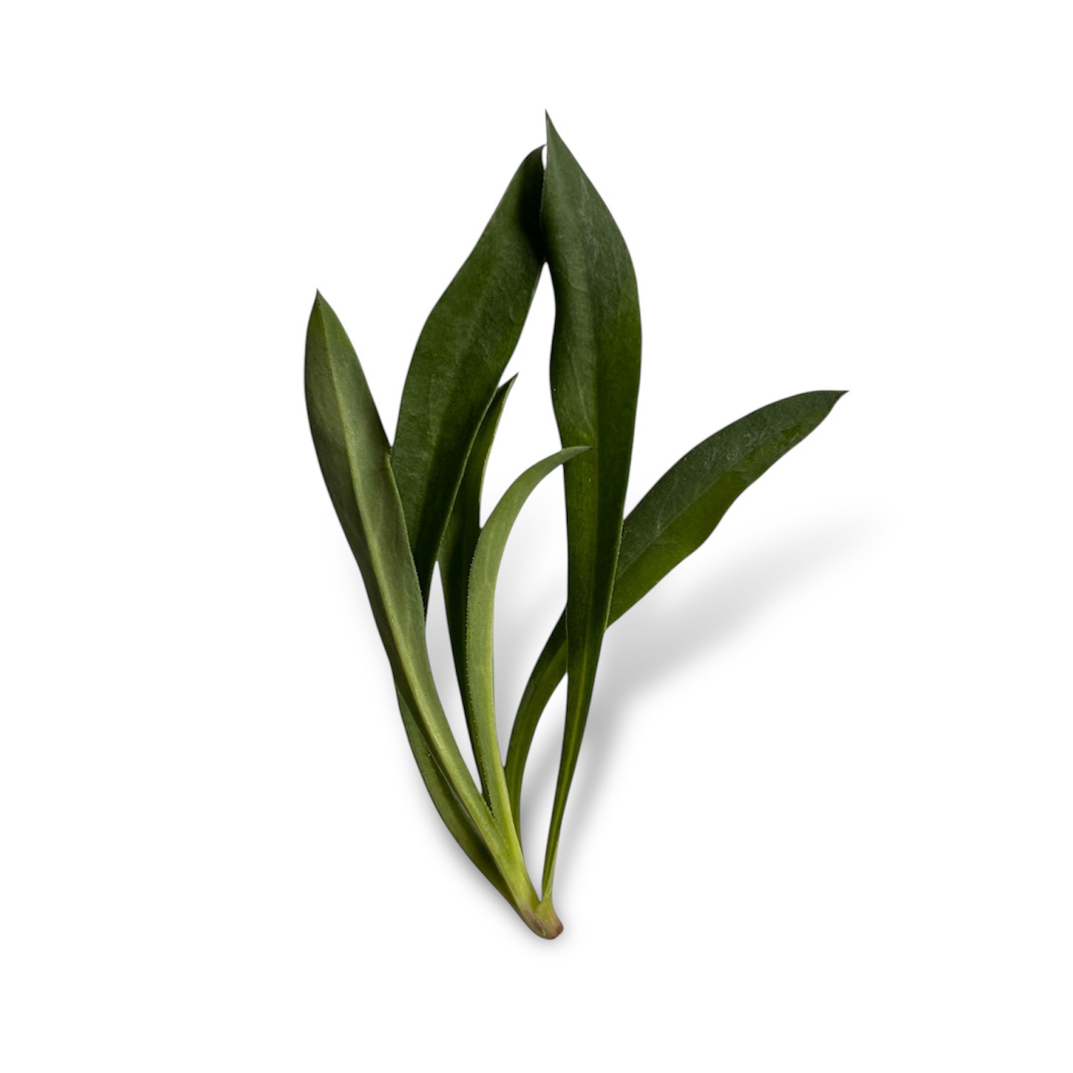 Silene - immagine 1