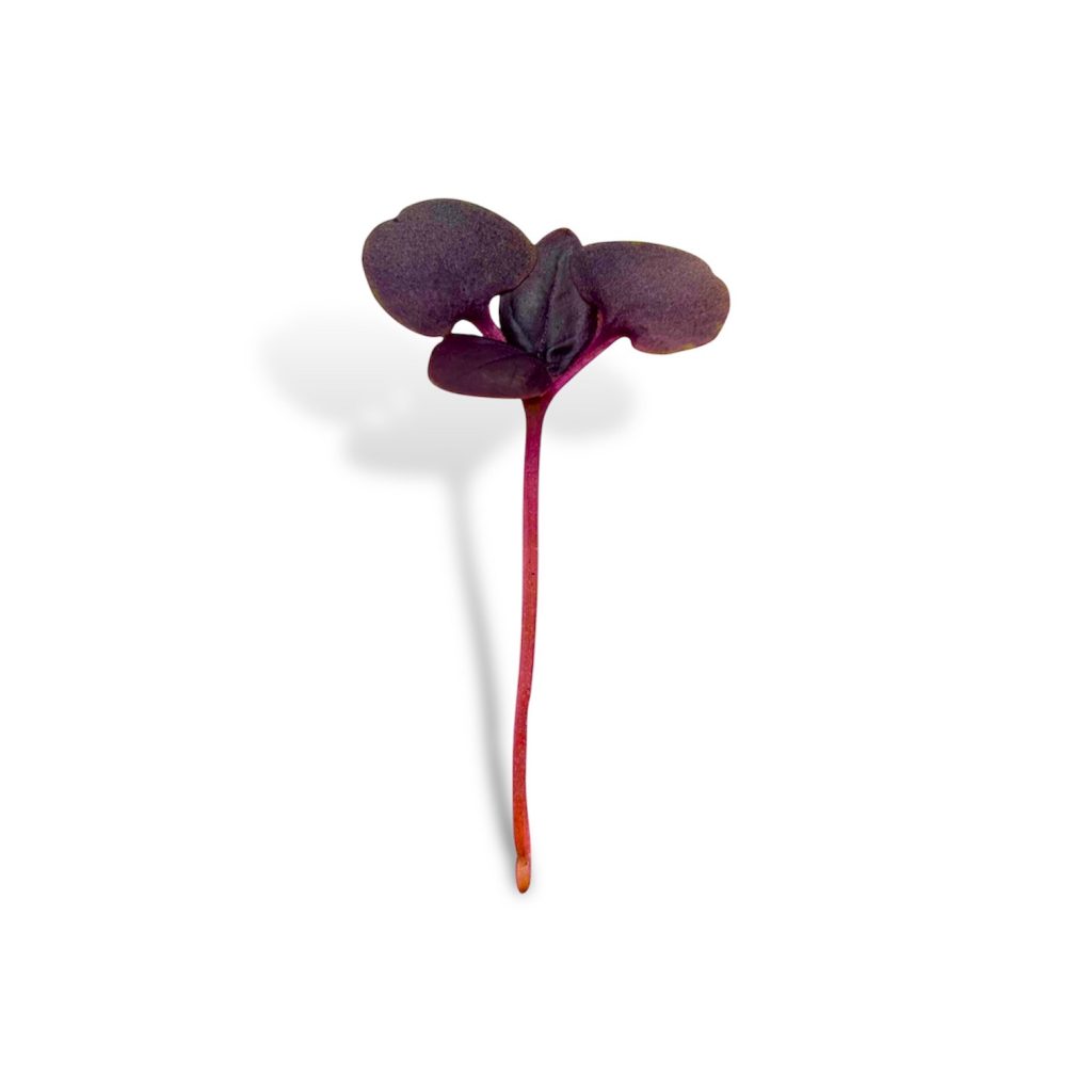 Micro Basilico Rosso