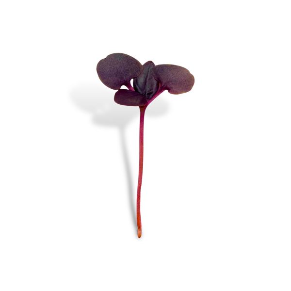 Micro Basilico Rosso 4 pezzo - immagine 2