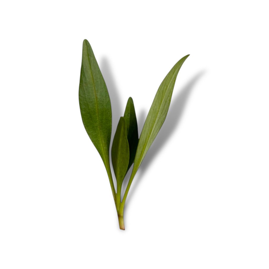 Valerianella