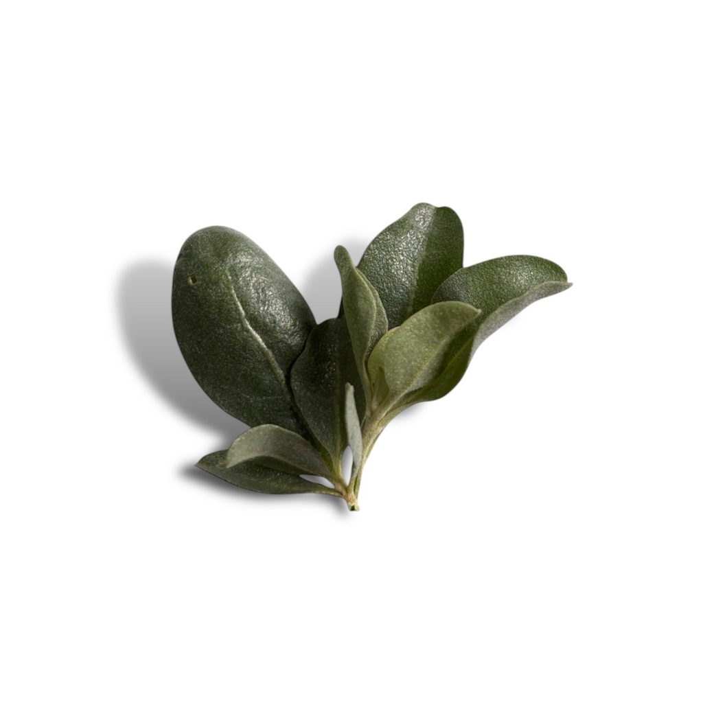 Erba sale