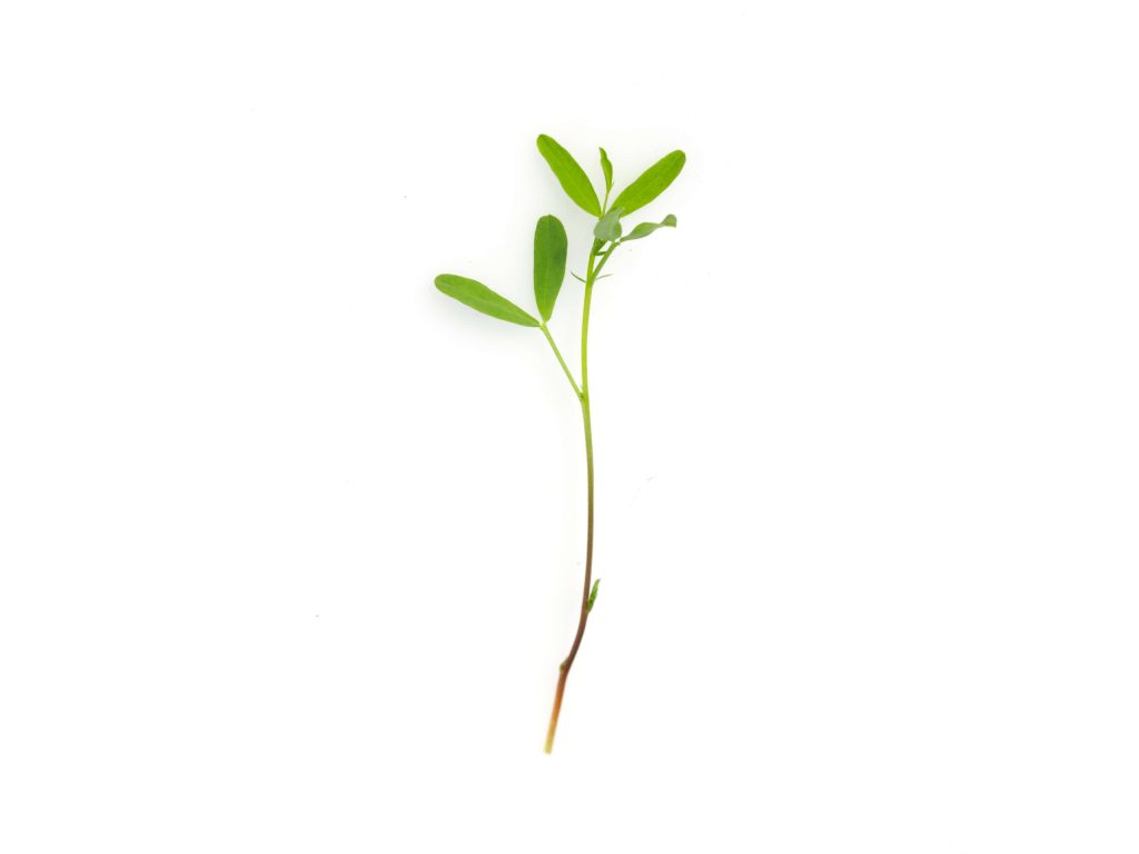 Lenticchia