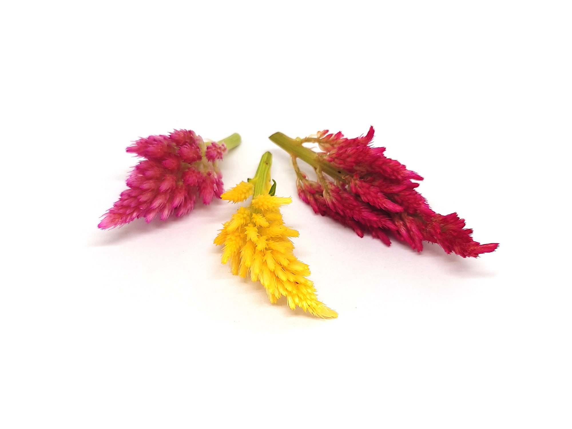 Celosia - immagine 1