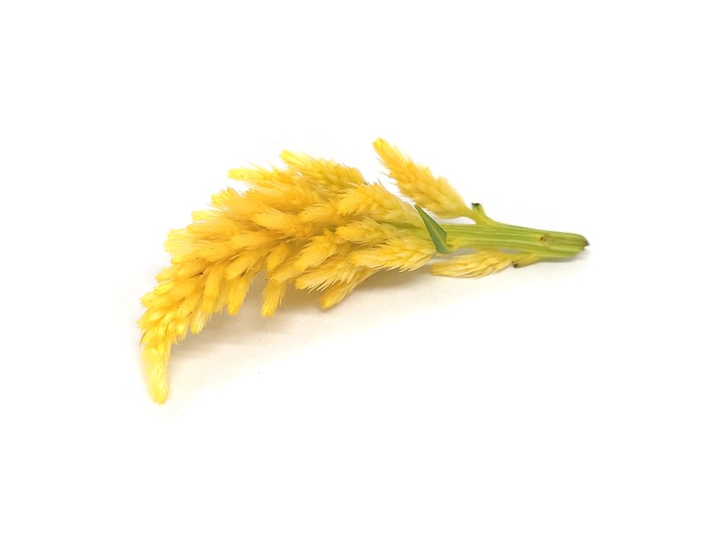 Celosia