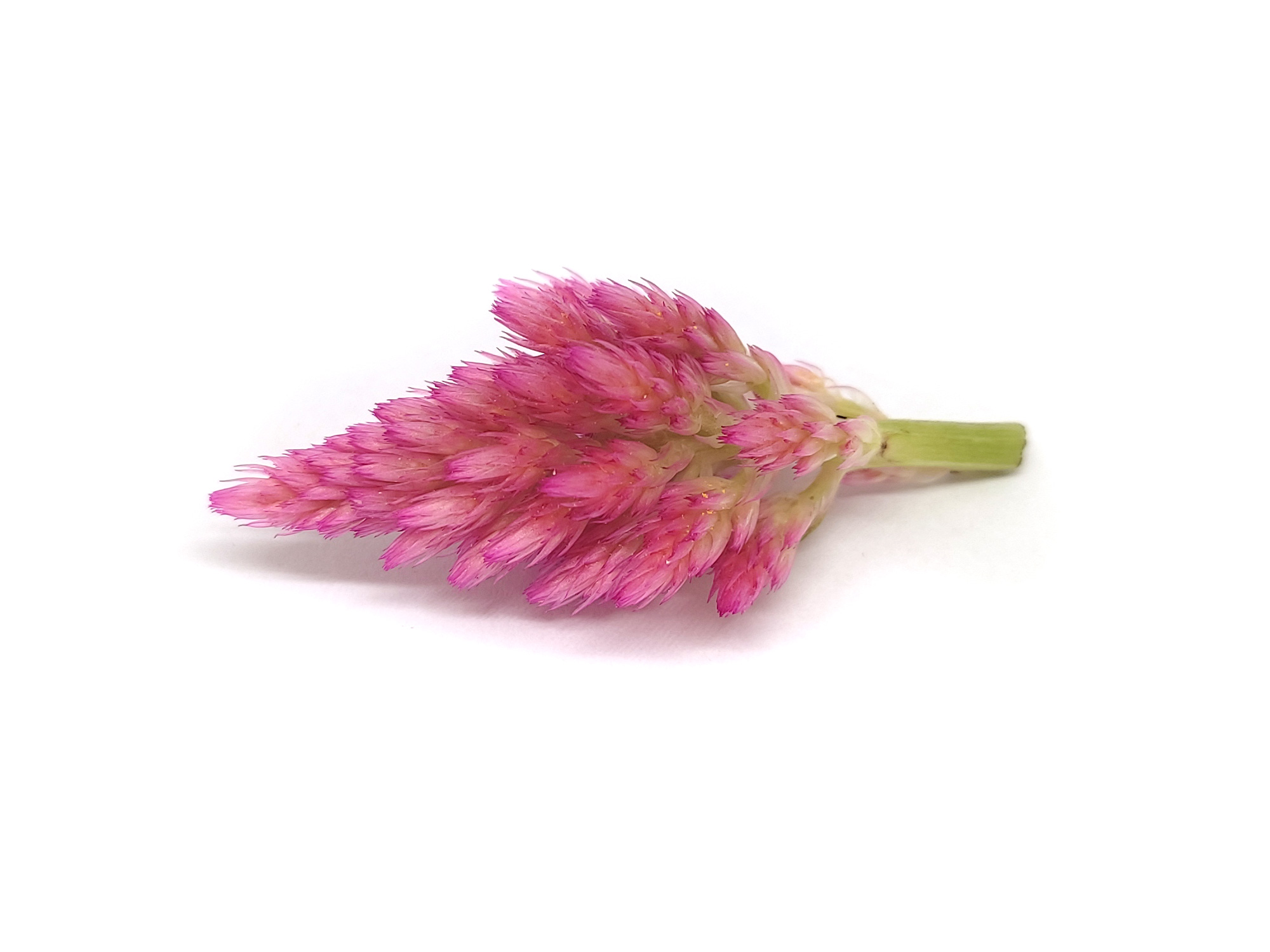 Celosia - immagine 3