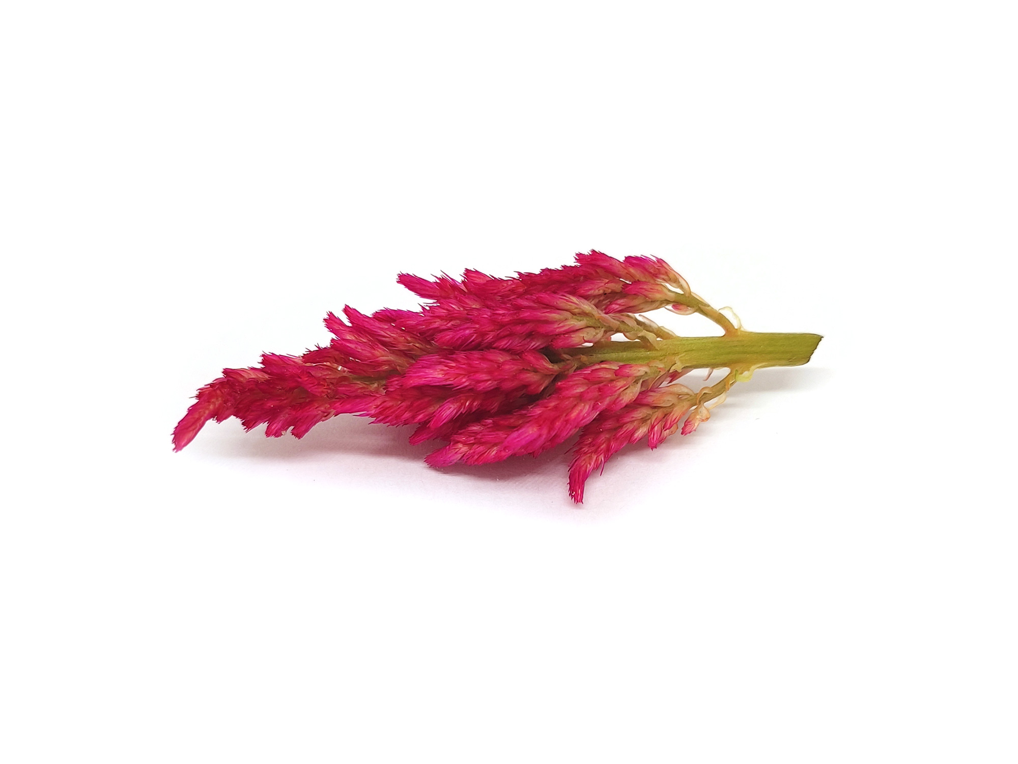 Celosia - immagine 2