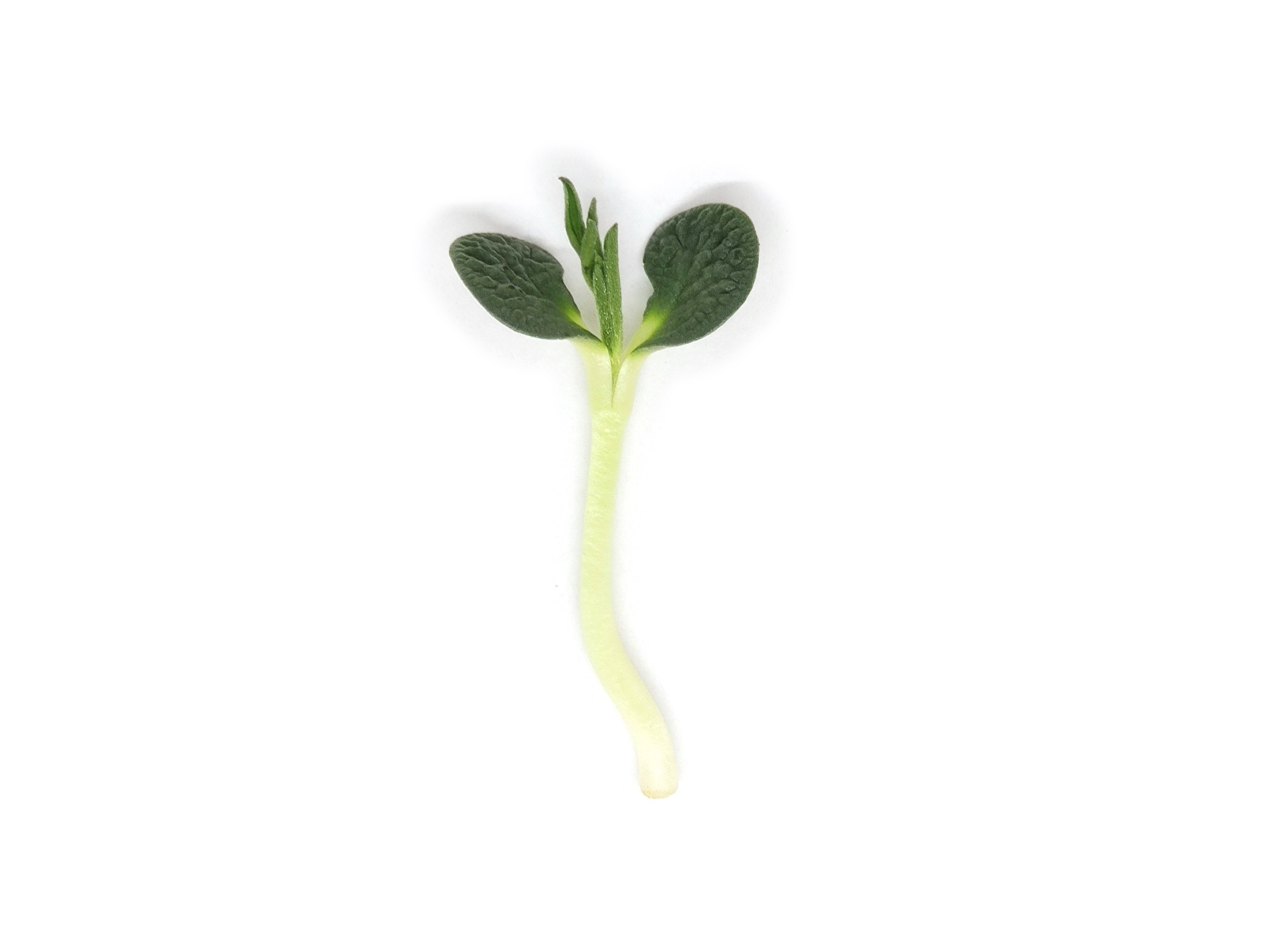 Micro Lupino 4 pezzi - immagine 2