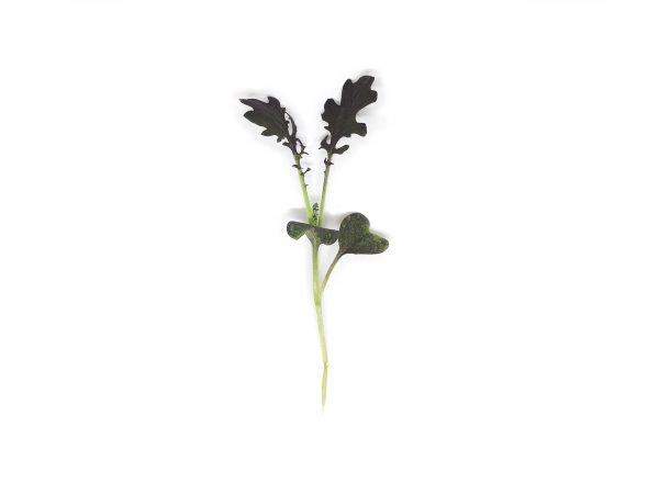Micro Mizuna 1 pezzo - immagine 2