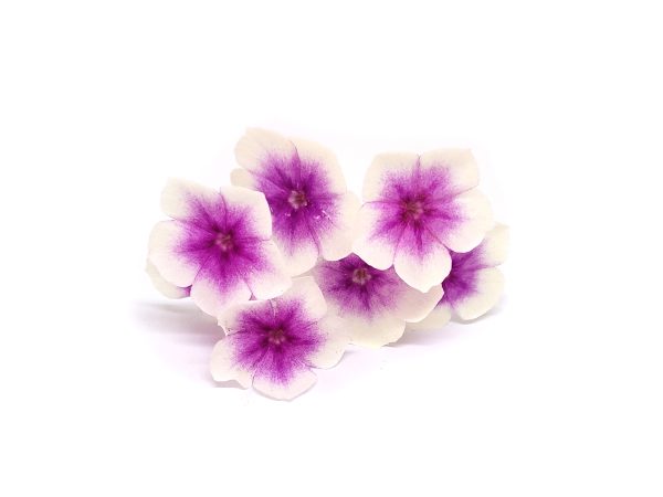 Phlox - immagine 2