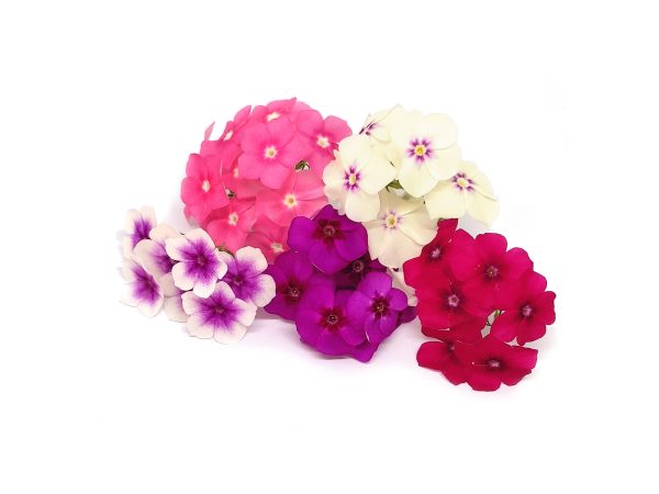 Phlox - immagine 1