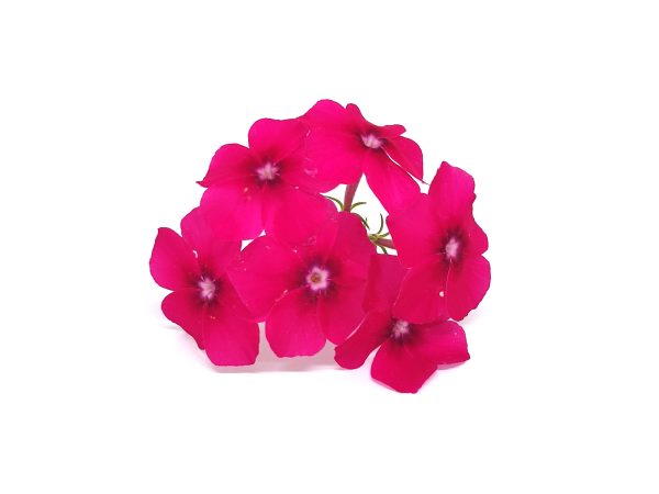 Phlox - immagine 5