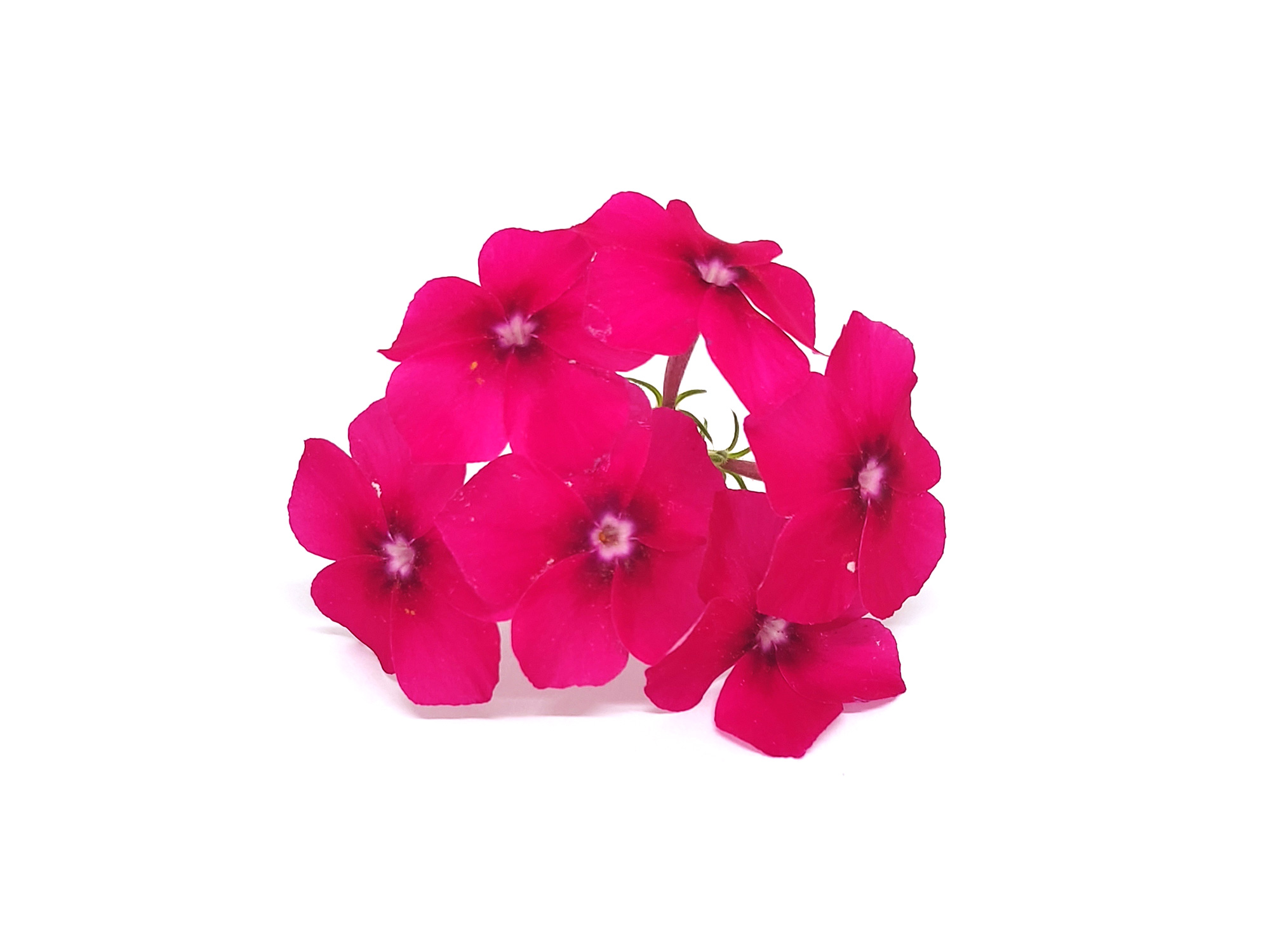 Phlox - immagine 5