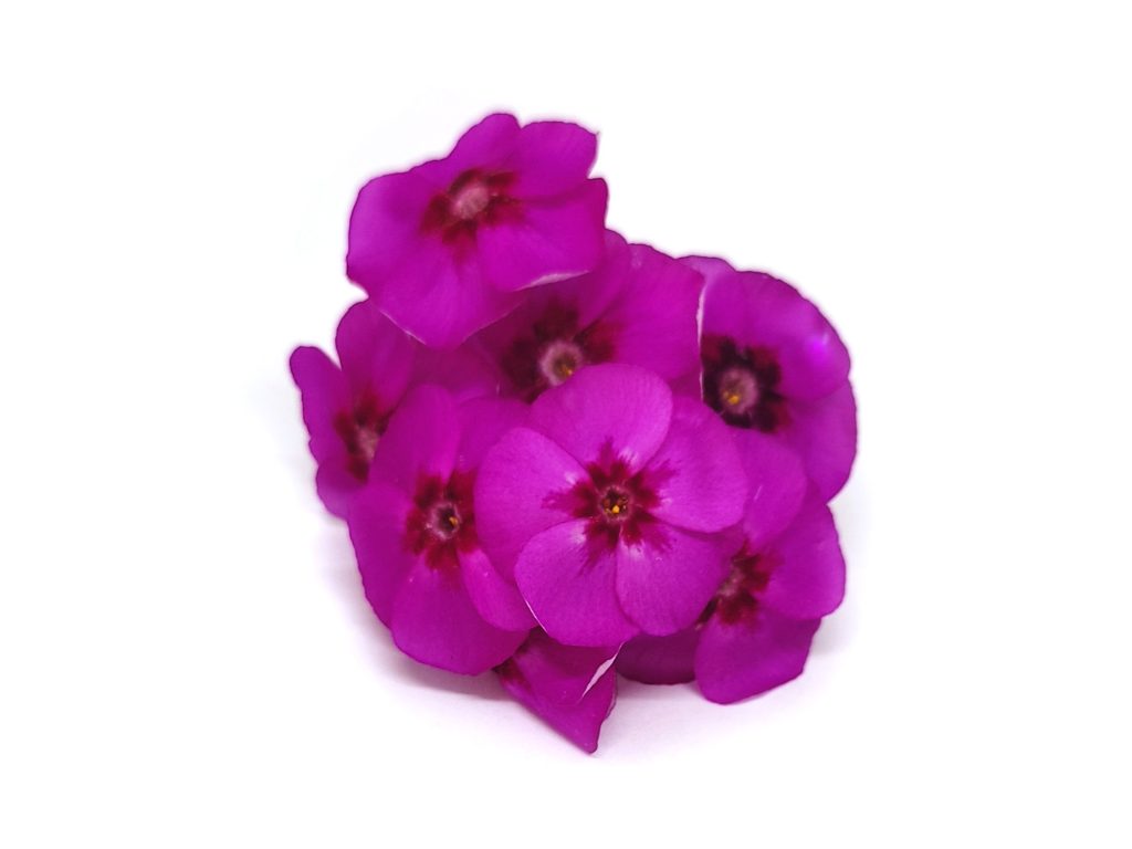 Phlox