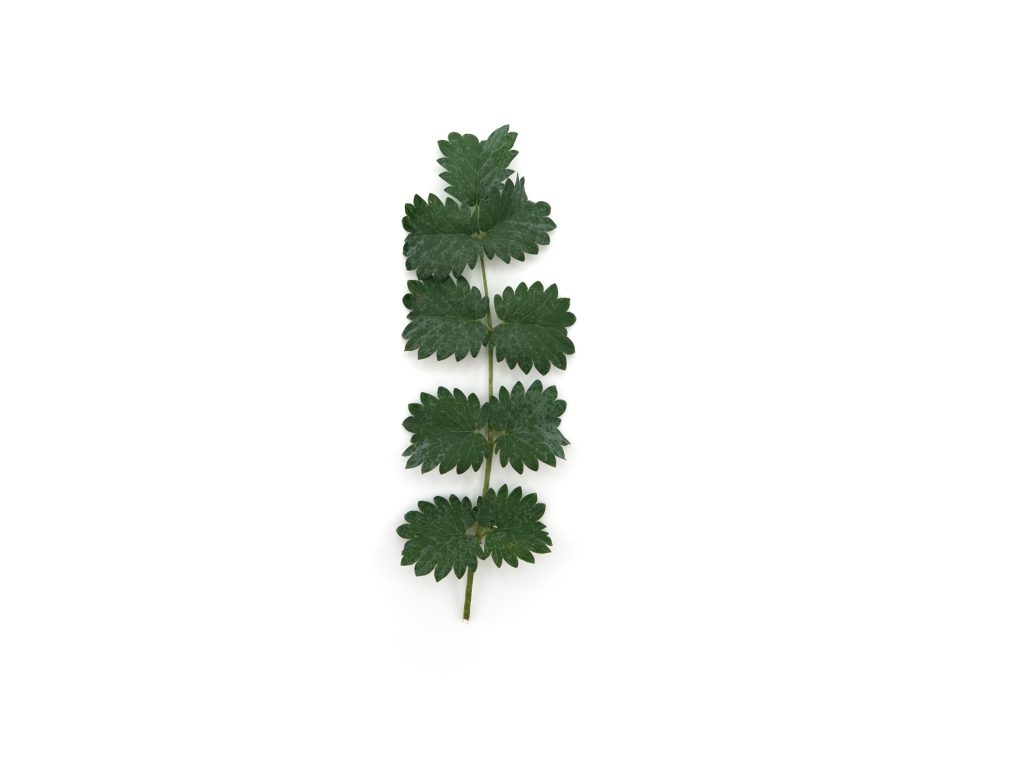 Pimpinella
