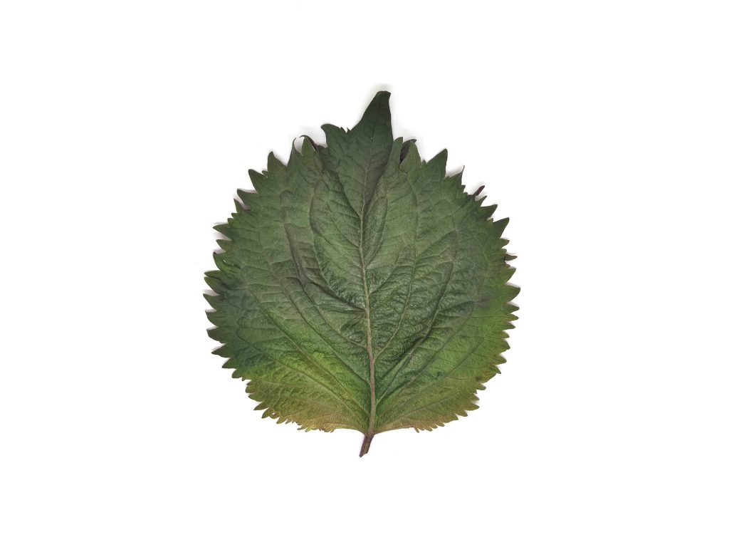 Shiso bicolor