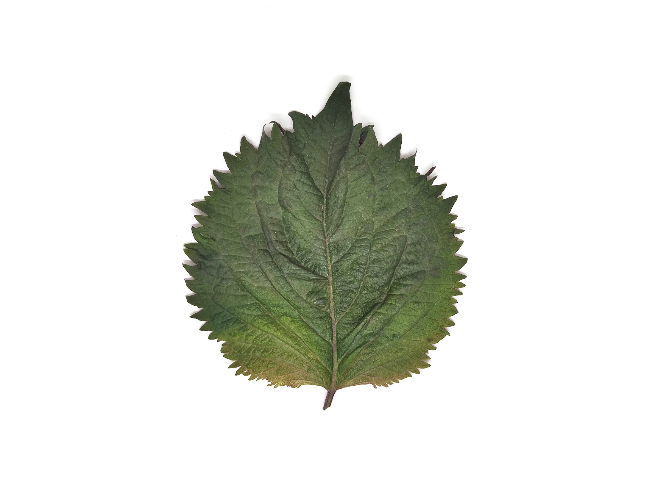 Shiso bicolor - immagine 1