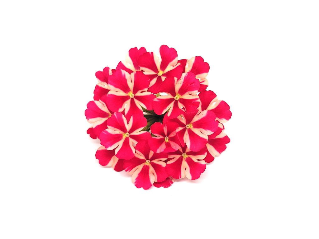 Verbena