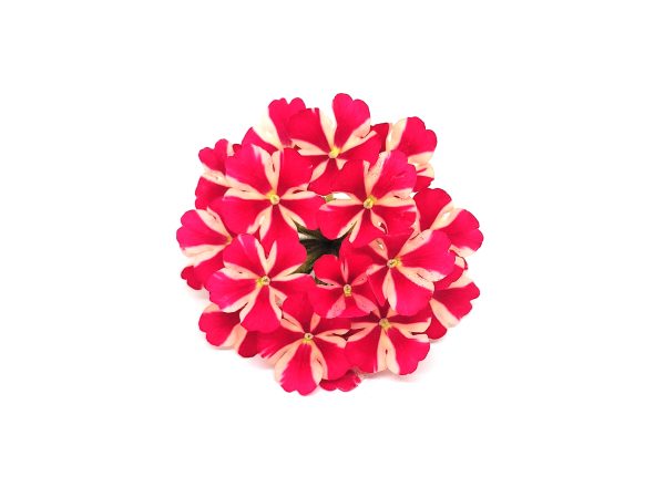 Verbena - immagine 5