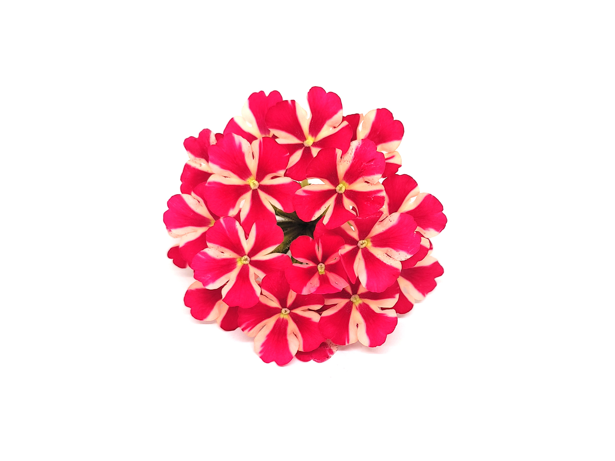 Verbena - immagine 5