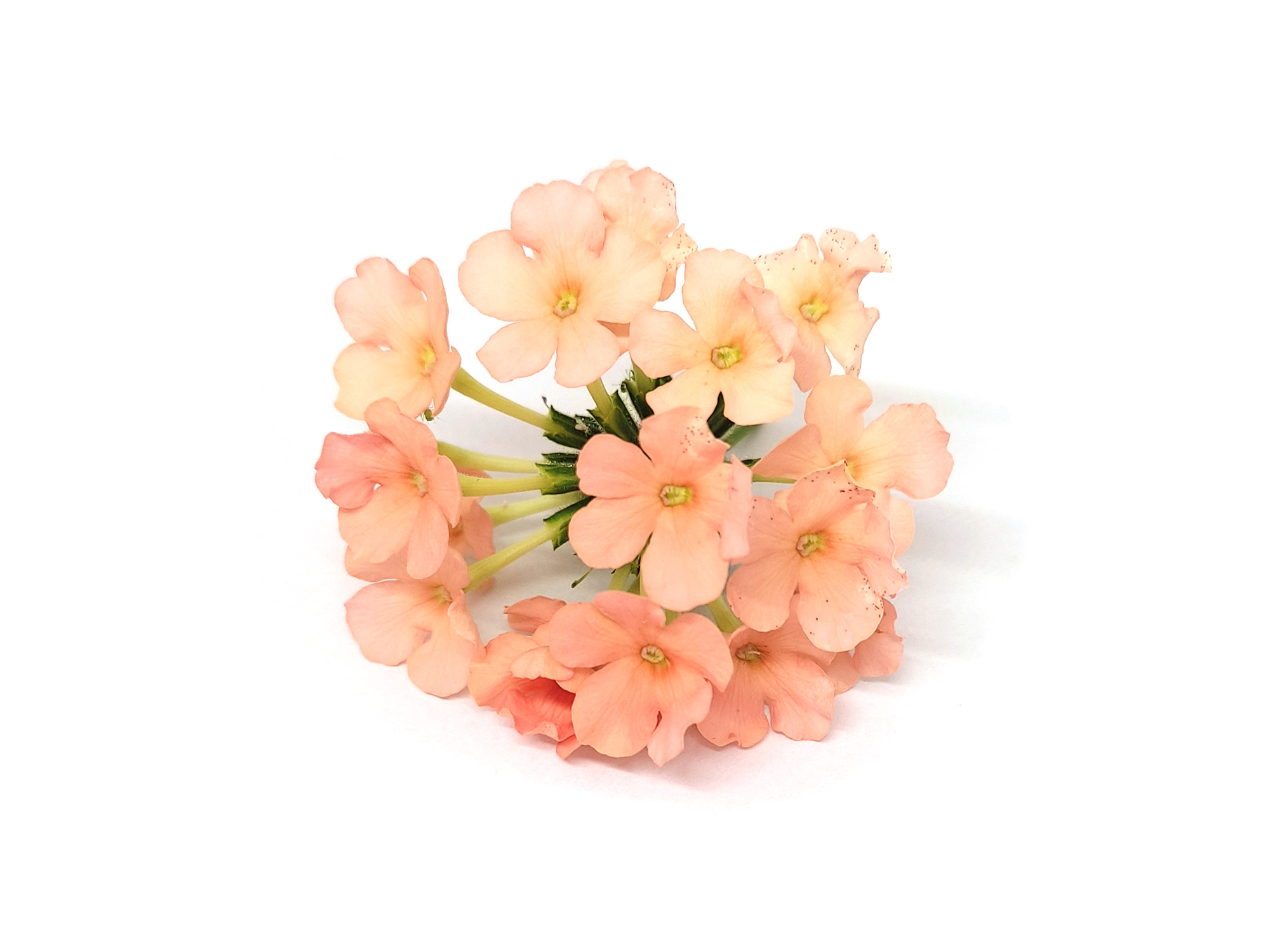 Verbena - immagine 4