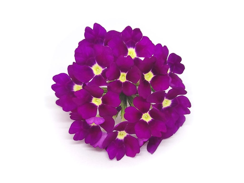 Verbena