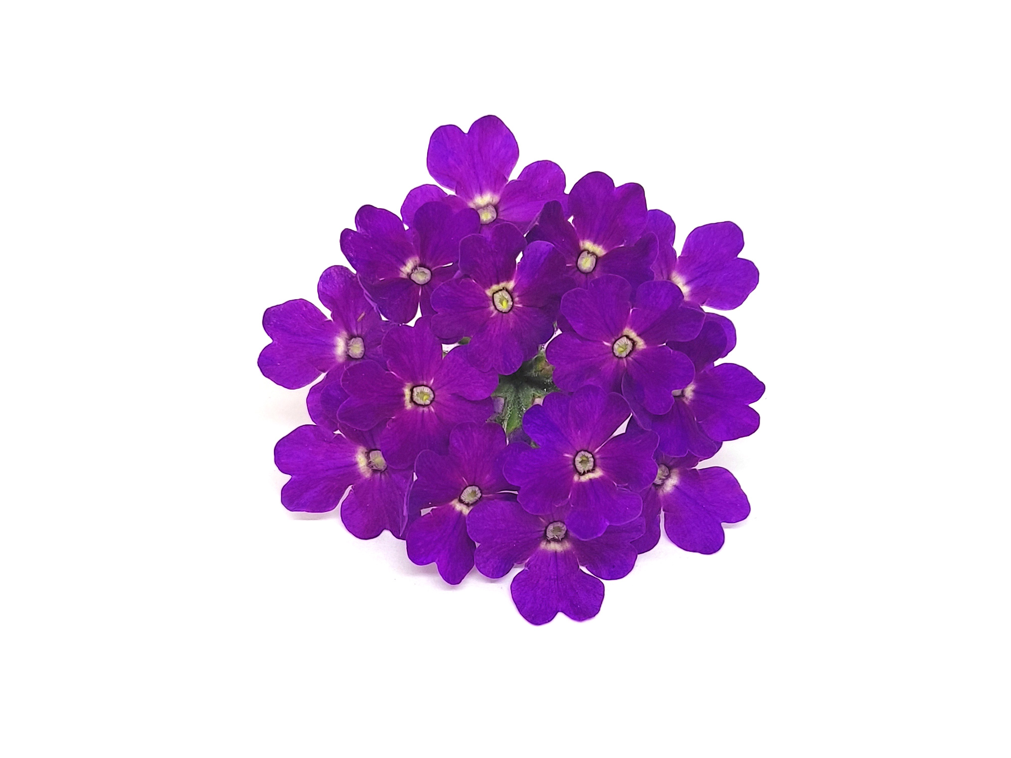 Verbena - immagine 2
