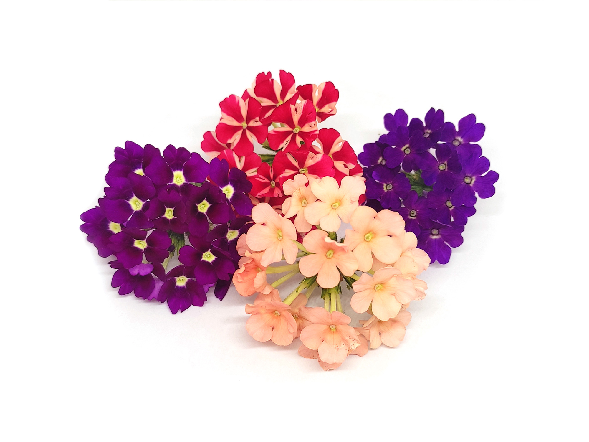 Verbena - immagine 1