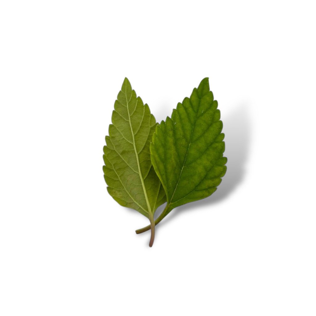Lippia