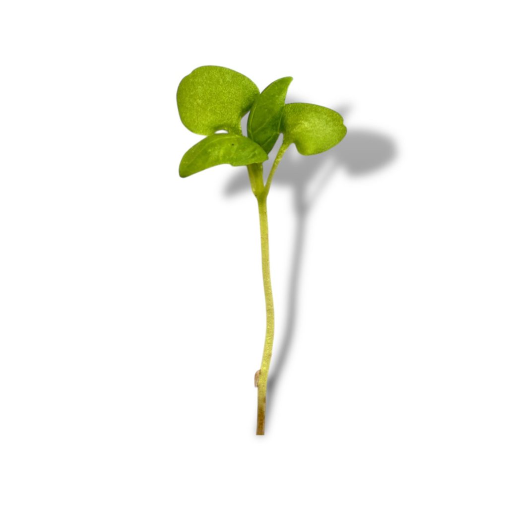 Micro Basilico Verde