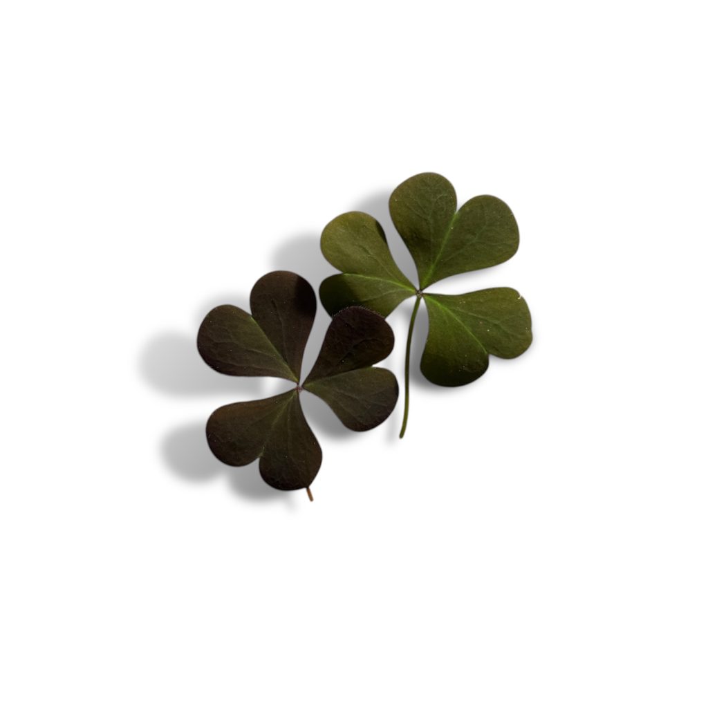 Oxalis verde