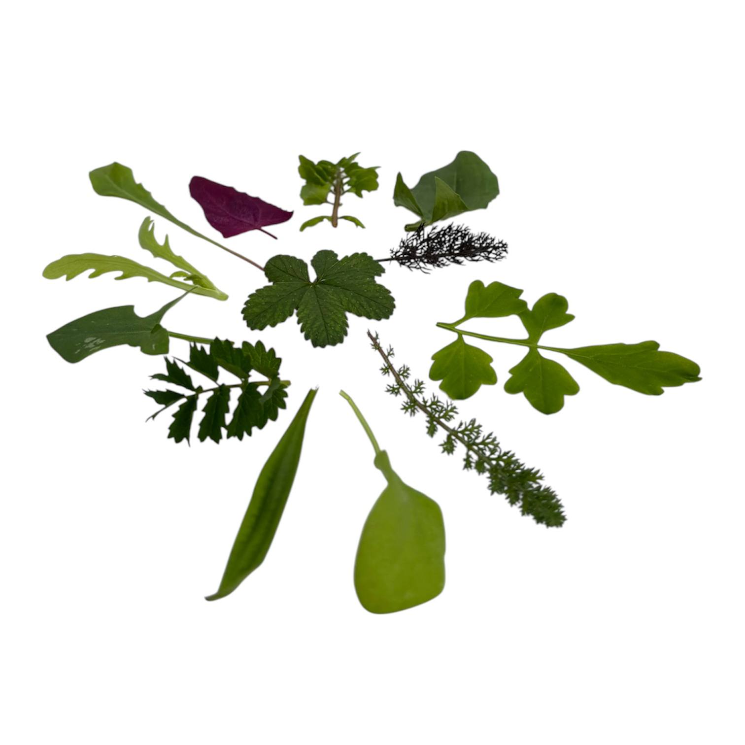 Misticanza Selvatica 60 g - immagine 2