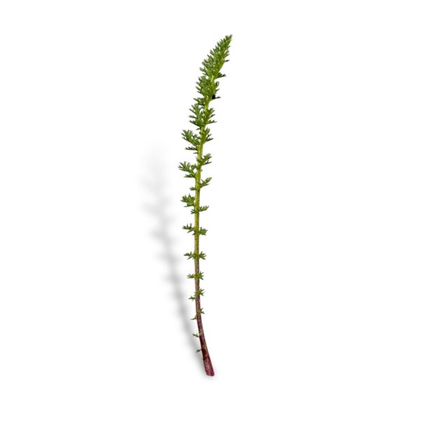 Achillea - immagine 2