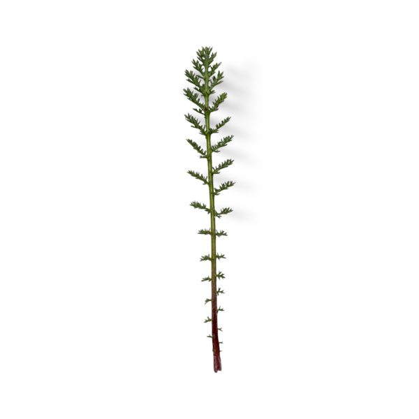 Achillea - immagine 1