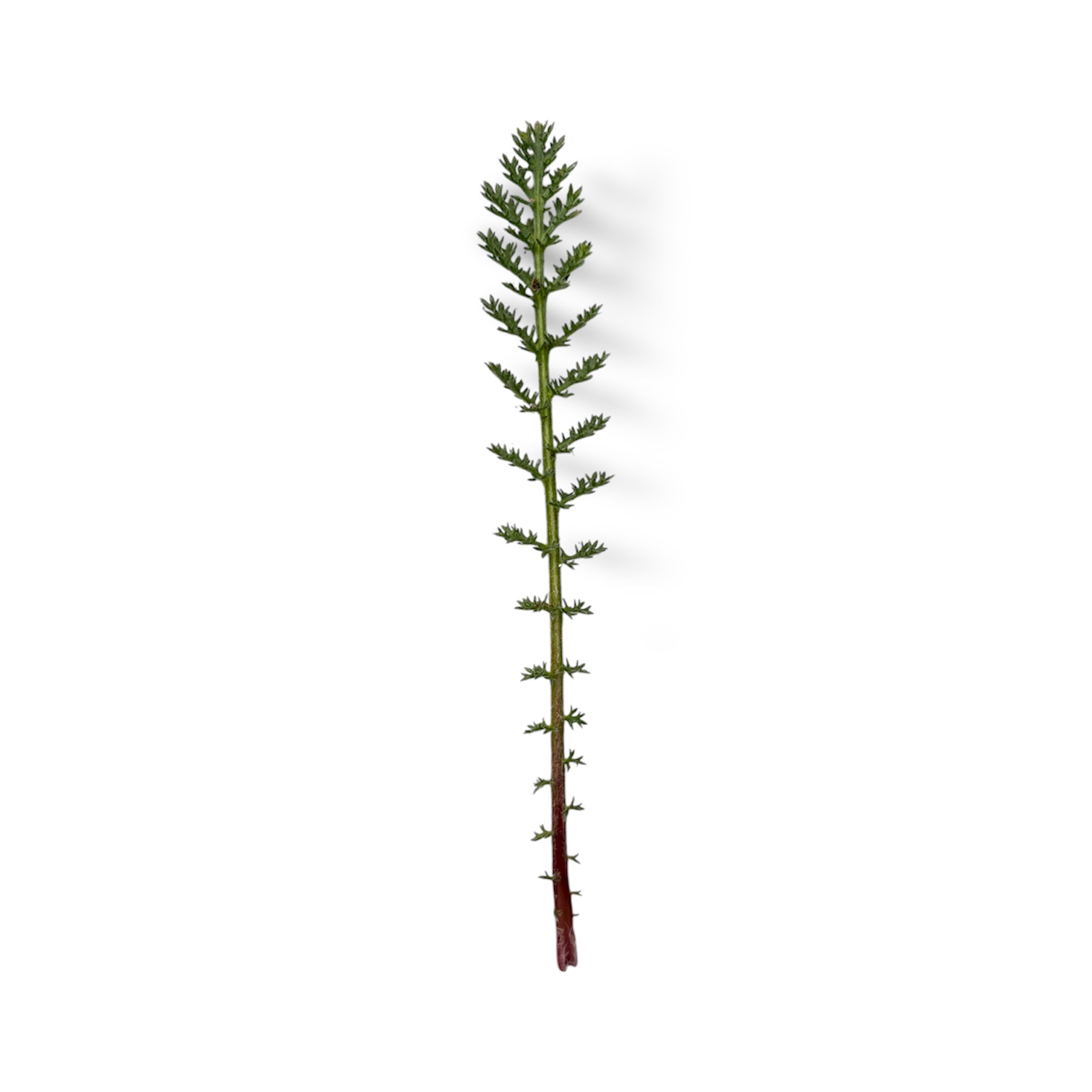 Achillea - immagine 1