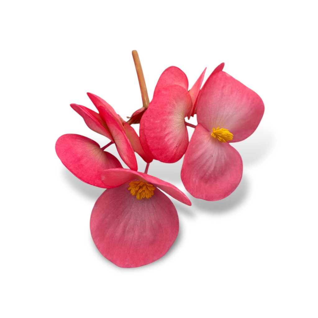 Begonia
