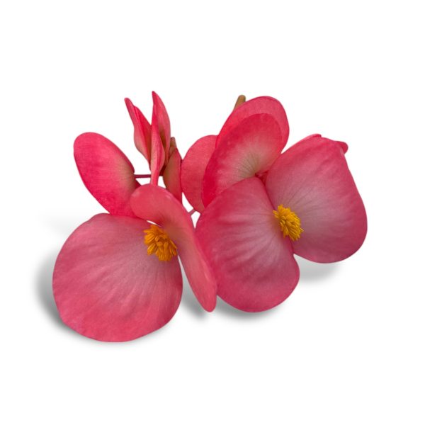 Begonia - immagine 3