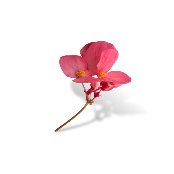 Begonia - immagine 2