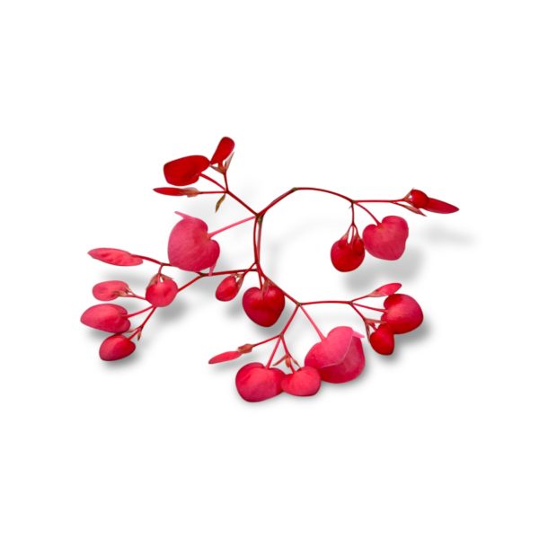 Begonia mela - immagine 2